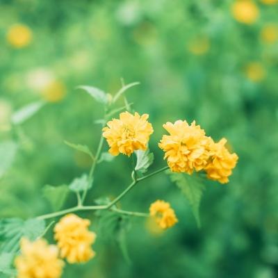 仙灵回合公益服bt版下载